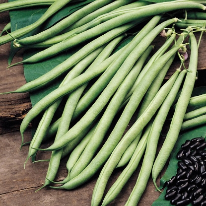 Picture of Dwarf French Bean Vilbel - 12 plants - JUNE DELIVERY