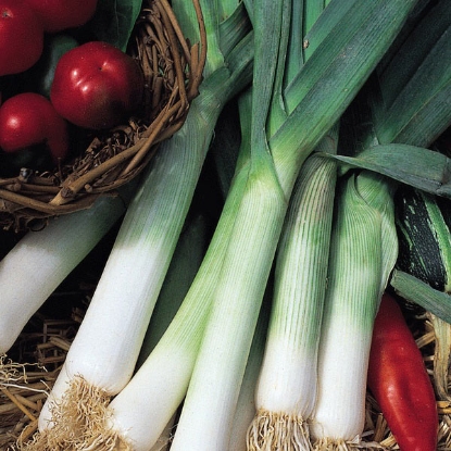 Picture of Leek Jolant - 12 Vegetable Plug Plants - JUNE DELIVERY