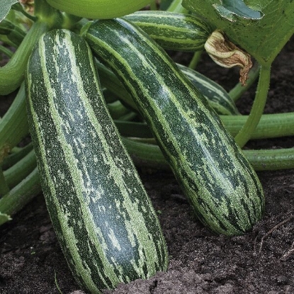 Picture of Marrow Tiger Cross F1 Plants - 3 x 9cm - JUNE DELIVERY