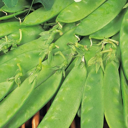 Picture of Pea Oregon Sugar Pod - 12 plants - JUNE DELIVERY