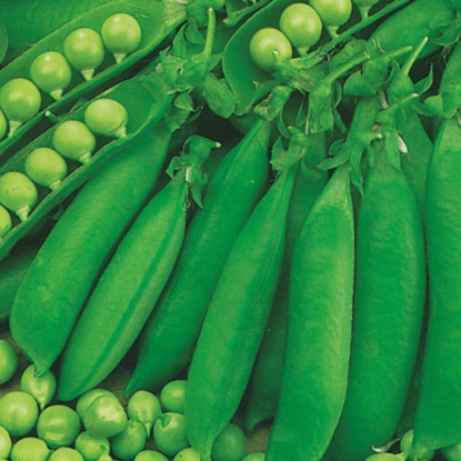 Picture of Pea Waverex (Petit Pois) - 12 plants - JUNE DELIVERY