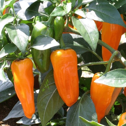 Picture of Pepper Chilli Cheyenne - 3 x 9cm Plants - JUNE DELIVERY