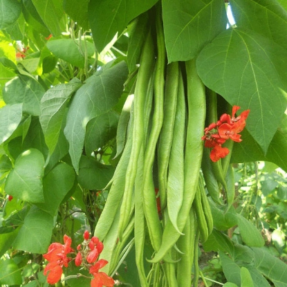 Picture of Runner Bean Firestorm - 12 plants - JUNE DELIVERY