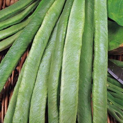 Picture of Runner Bean Streamline - 12 plants - JULY DELIVERY