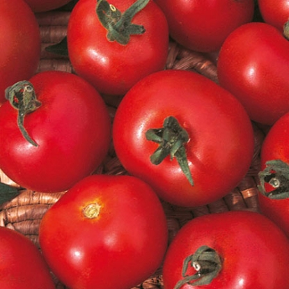 Picture of Tomato Moneymaker Plug Plants - 3 x 9cm - JUNE DELIVERY