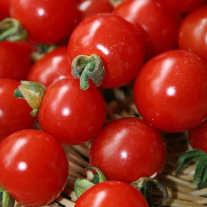 Picture of Tomato Sweet Aperitif Plug Plants - 3 x 9cm - JUNE DELIVERY