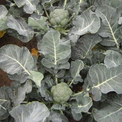 Picture of Calabrese Green Magic F1 - 12 PLANTS - JULY DELIVERY