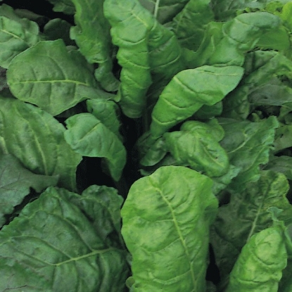 Picture of Spinach Renegade - 12 PLANTS - JULY DELIVERY