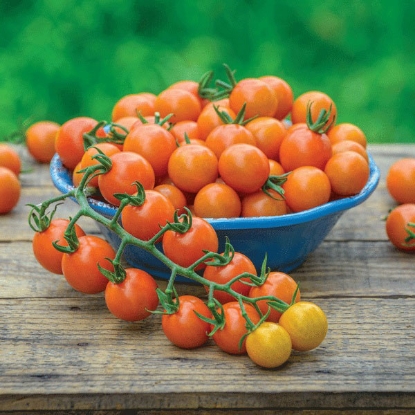 Picture of Tomato Honeycomb Plug Plants - 3 x 9cm Pots - JUNE DELIVERY