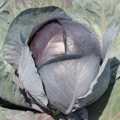 Picture of Cabbage Red Rovite F1 - 12 Plug Plants - JUNE DELIVERY