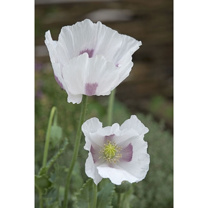 Picture of Papaver (Poppy) Maanzad