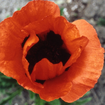 Picture of Papaver (POPPY ORIENTAL) New Hybrids P