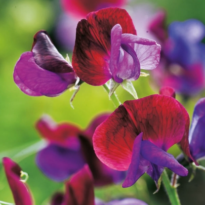 Picture of SWEET PEA Wild (Lathyrus matucana) HA