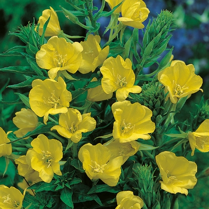 Picture of SALE - EVENING PRIMROSE or OENOTHERA (O. missouriensis) P