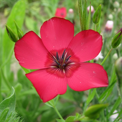 Picture of FLAX or LINUM Red (L. grandiflorum rubrum) A