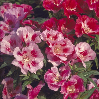 Picture of GODETIA or SUMMER’S DARLING  Single Mixed (G. grandiflora) HA.