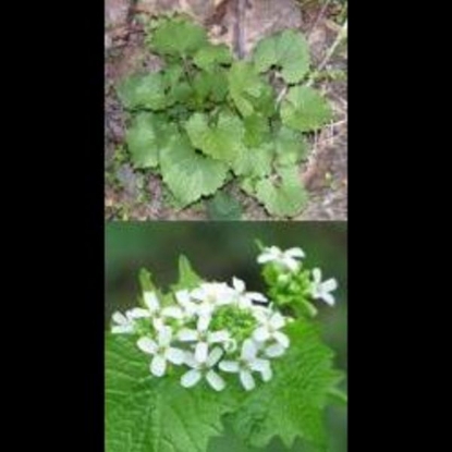 Picture of GARLIC MUSTARD (Alliaria petiolata) A-V