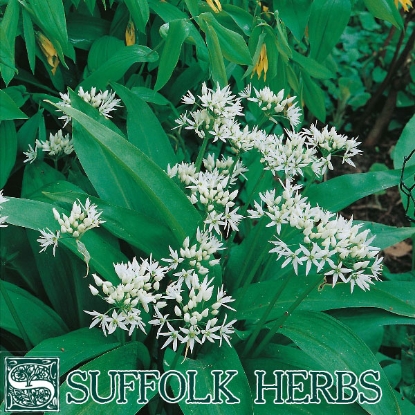 Picture of GARLIC WILD RAMSONS - P-V P PASSPORT A.Allium ursinum B.GB40557 C.lot below D.GB