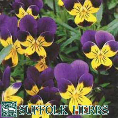 Picture of HEARTSEASE or WILD PANSY (Viola tricolor)