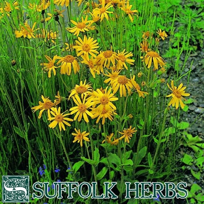 Picture of ARNICA LEOPARDS BANE (Arnica montana) P-Po-V