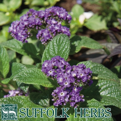 Picture of HELIOTROPE (Heliotropium peruviana) T-P