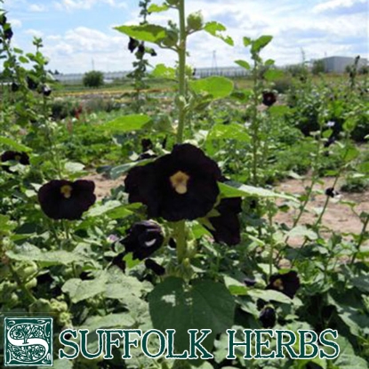 Picture of HOLLYHOCK BLACK (Althea rosea nigra)