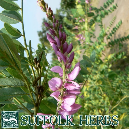 Picture of INDIGO (Indigofera ssp Tinctoria)