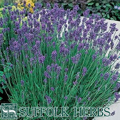 Picture of LAVENDER, DWARF MIXED P Shrub