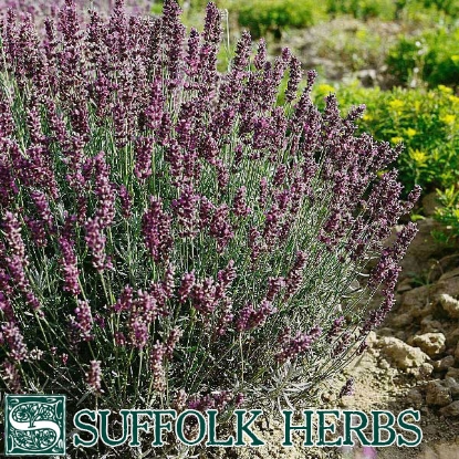 Picture of LAVENDER HIDCOTE (Lavandula angustifolia) P Shrub