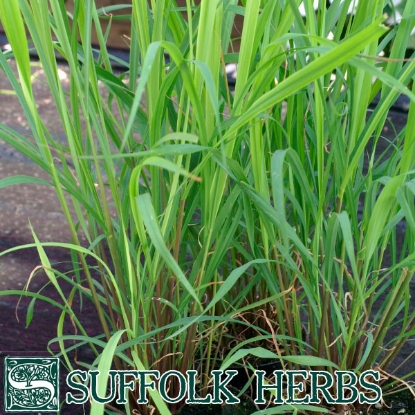 Picture of LEMON GRASS, EAST INDIAN (Cymbopogan flexuosus) T-P