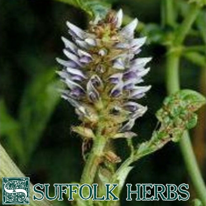 Picture of LIQUORICE (Glychrrhiza glabra) P