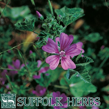 Picture of MALLOW COMMON  (Malva sylvestris) P.