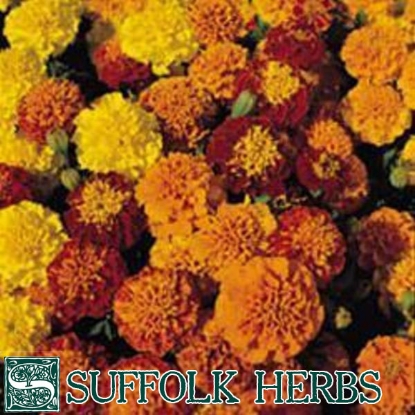 Picture of MARIGOLD, FRENCH (Tagetes patula) HHA