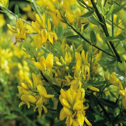 Picture of GREENWEED DYERS (Genista tinctoria)