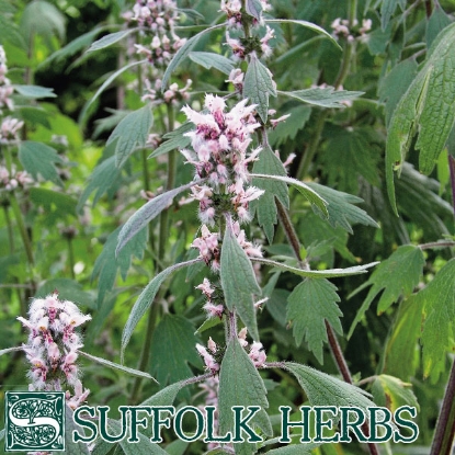 Picture of MOTHERWORT (Leonurus cardiaca)