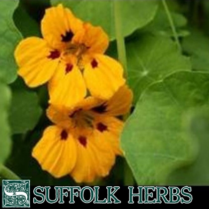 Picture of NASTURTIUM or INDIAN CRESS (Tropaeolum minus) A