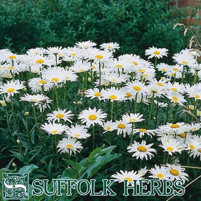 Picture of OXEYE DAISY (Leucanthemum vulgare) P