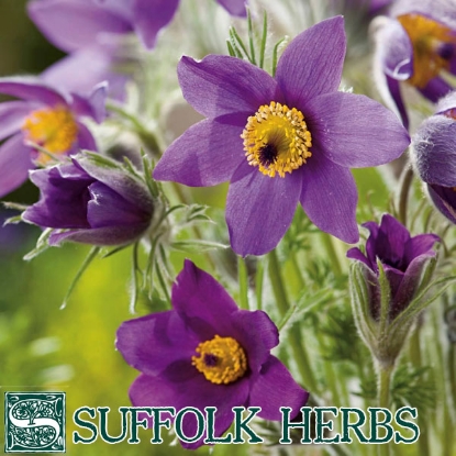 Picture of PASQUE FLOWER PULSATILLA (Pulsatilla vulgaris) P