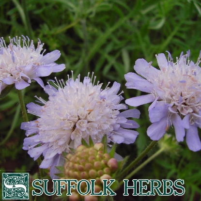 Picture of SCABIOUS FIELD (Knautia arvensis) P