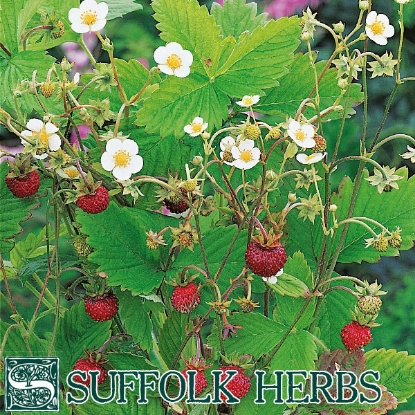 Picture of STRAWBERRY WILD (Fragaria vesca) P