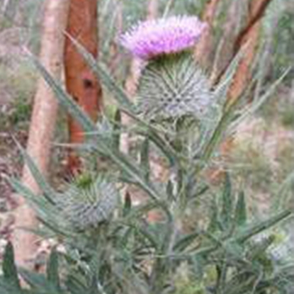 Picture of THISTLE SCOTTISH or COTTON (Onopordum acanthium) Bi