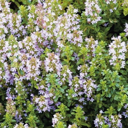 Picture of THYME BROAD LEAVED (Thymus pulegoides)