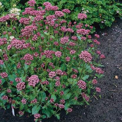 Picture of VALERIAN RED (Centranthus ruber)