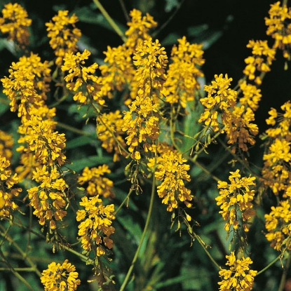 Picture of WOAD (Isatis tinctoria) Bi