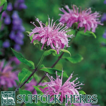 Picture of BERGAMOT, WILD (Monarda fistulosa) P