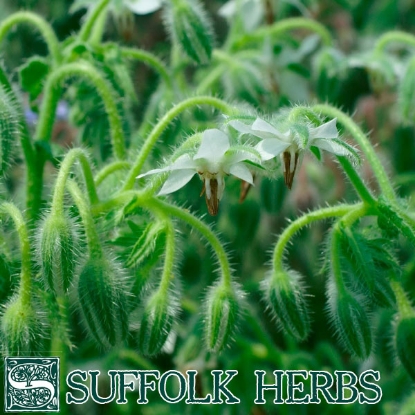 Picture of SALE - BORAGE WHITE FLOWERED (Borago officinalis bianca) A