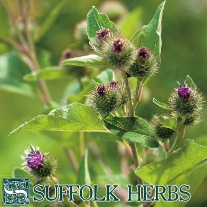 Picture of BURDOCK  GREATER (Arctium lappa) Bi