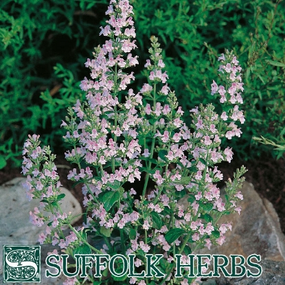 Picture of CALAMINT, LESSER  (Calamintha nepeta) P