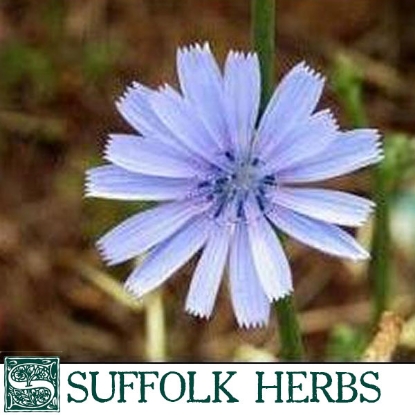 Picture of CHICORY (Cichorium intybus) P