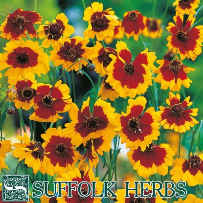 Picture of COREOPSIS (Coreopsis tinctoria) A